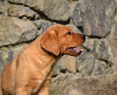 labrador foxred 1