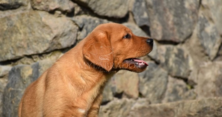 labrador foxred 1