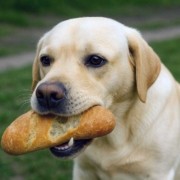 Perché il cane non deve mangiare il pane
