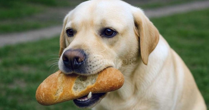 Perché il cane non deve mangiare il pane