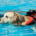 soccorso mare labrador