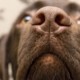Starnuto inverso nel cane: cos’è, cosa fare e quando preoccuparsi