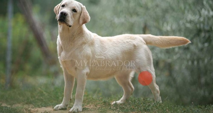 Lesione o rottura del crociato posteriore nel cane