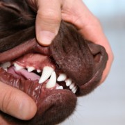 Papilloma virus nel cane: cos’è, come viene e come curarlo Papilloma virus nel cane: cos’è, come viene e come curarlo