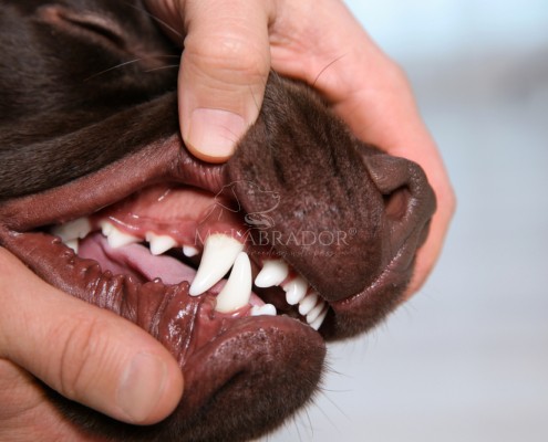 Papilloma virus nel cane: cos’è, come viene e come curarlo