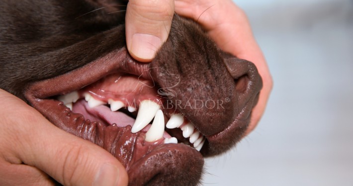 Papilloma virus nel cane: cos’è, come viene e come curarlo