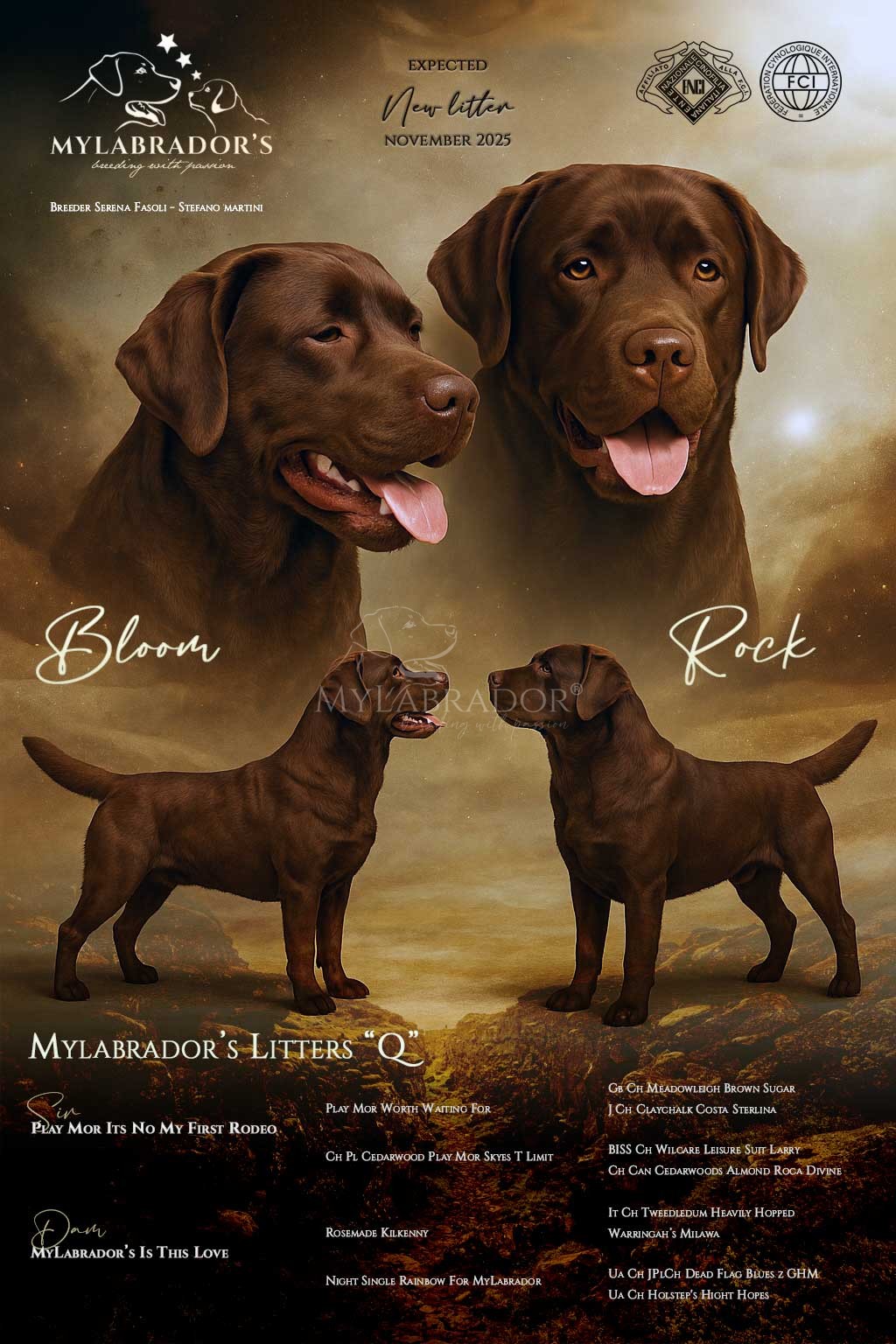 Cucciolata Chocolate ( Q ) Play Mor Itz No My First Rodeo x MyLabrador’s Is This Love