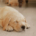 sonno cucciolo