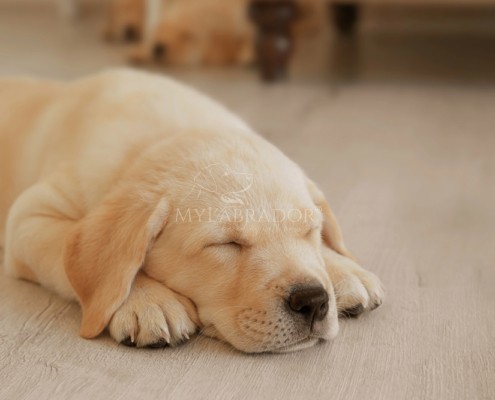Importanza del sonno nel cucciolo