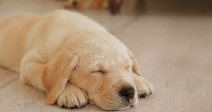 Importanza del sonno nel cucciolo