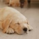 Importanza del sonno nel cucciolo