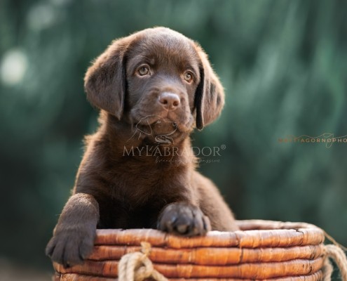 Intervista a Stefano e Serena: la filosofia MyLabrador allevamento mylabrador
