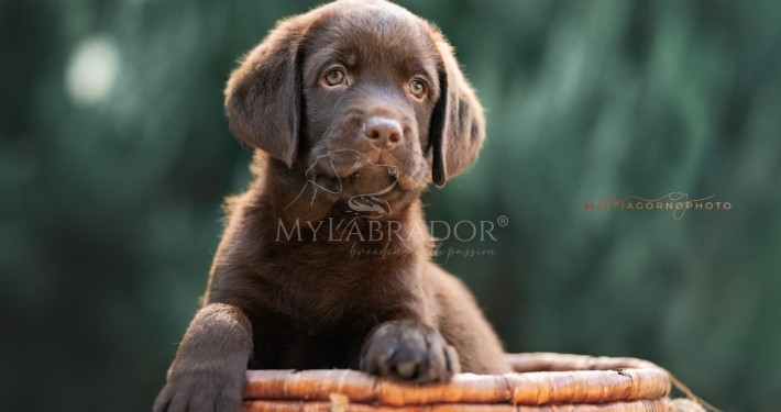 allevamento mylabrador