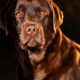 MyLabrador's Is This Love MyLabrador’s Is This Love