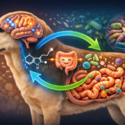 Asse intestino-cervello nel cane: come il cibo influenza la mente e la salute