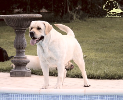 Laughing Ladykiller V.D. Weeward