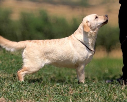 Evita Hermosa Estrella