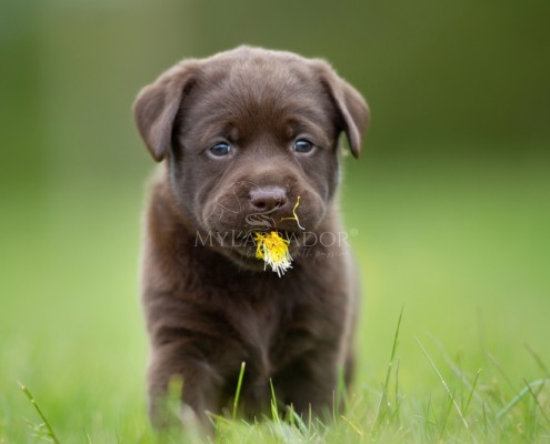 Zoofarmacognosi: perché il cane mangia erba cane mangia erba