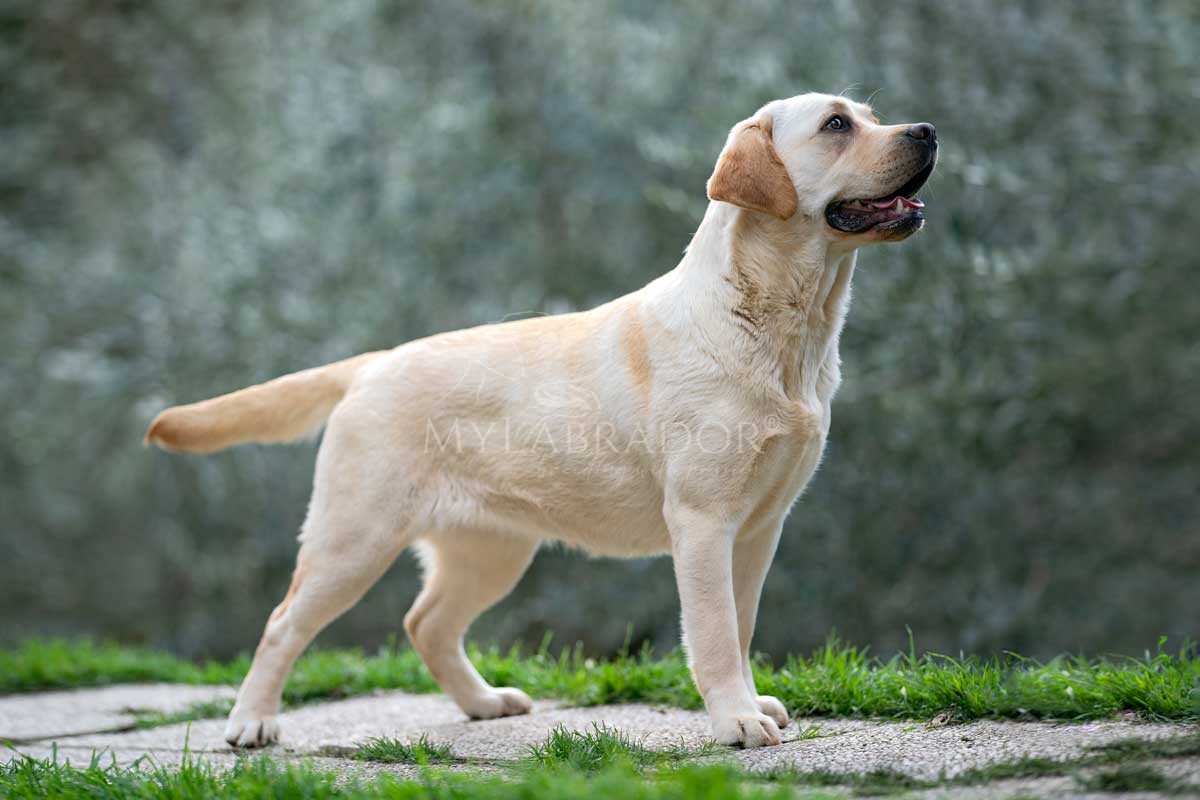 A Star Is Born by Marina Lab