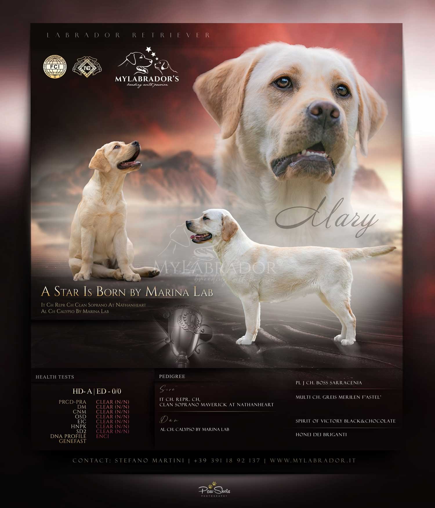 A Star Is Born by Marina Lab