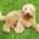 labradoodle