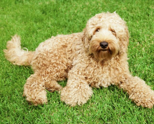 labradoodle