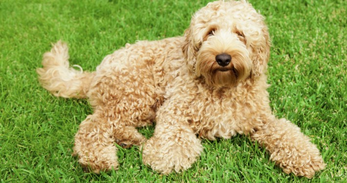 labradoodle