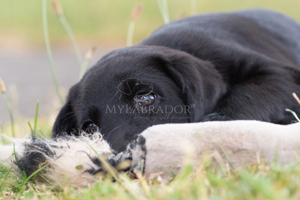 Adenite sebacea nel cane: cos'è, come si riconosce e perché l'alimentazione fresca fa la differenza