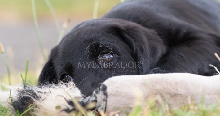 Adenite sebacea nel cane: cos'è, come si riconosce e perché l'alimentazione fresca fa la differenza