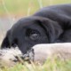 Adenite sebacea nel cane: cos'è, come si riconosce e perché l'alimentazione fresca fa la differenza Adenite sebacea nel cane: cos'è, come si riconosce e perché l'alimentazione fresca fa la differenza