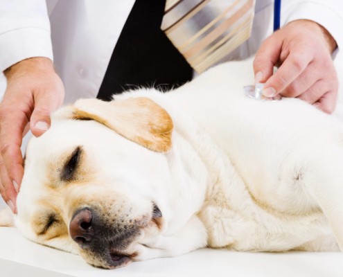 Epilessia e intestino nel cane: microbioma e crisi epilettiche Epilessia e intestino nel cane: cosa c'entra il microbioma con le crisi convulsive