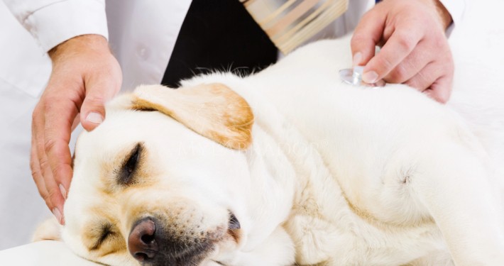 Epilessia e intestino nel cane: cosa c'entra il microbioma con le crisi convulsive