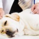 Epilessia e intestino nel cane: cosa c'entra il microbioma con le crisi convulsive