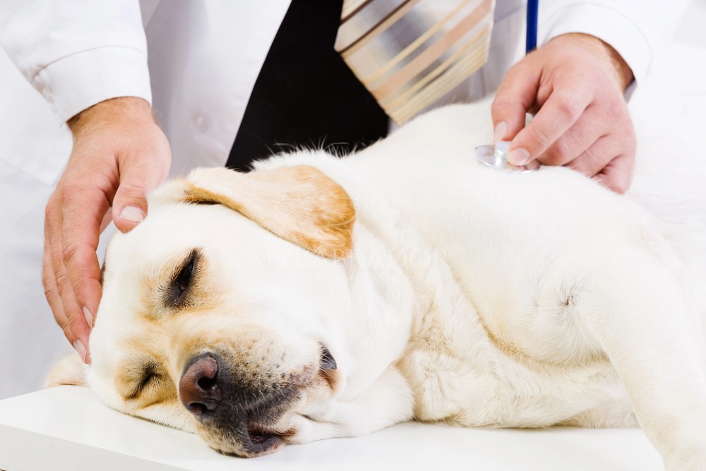 Epilessia e intestino nel cane: microbioma e crisi epilettiche Epilessia e intestino nel cane: cosa c'entra il microbioma con le crisi convulsive