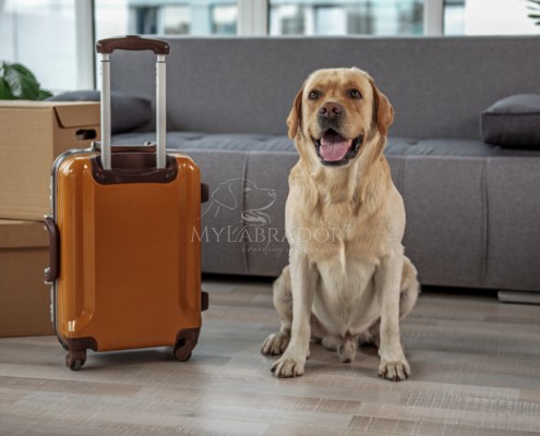 Viaggi con cani e gatti in Europa: le nuove regole UE in vigore dal 22 aprile 2026