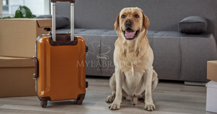 Viaggi con cani e gatti in Europa: le nuove regole UE in vigore dal 22 aprile 2026