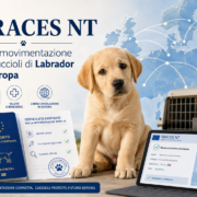 TRACES NT e movimentazione dei cuccioli: guida completa alla normativa 2026 TRACES NT e movimentazione dei cuccioli: guida completa alla normativa 2026