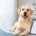 L’importanza di un'assicurazione sanitaria per il tuo Labrador