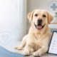 L’importanza di un'assicurazione sanitaria per il tuo Labrador