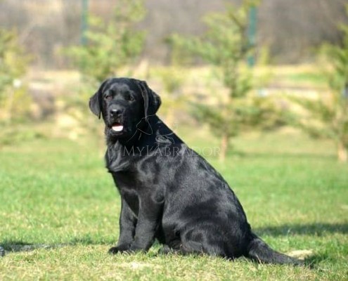 Cosa sapere prima di portare il cucciolo a casa per la prima volta cucciolo casa primo giorno