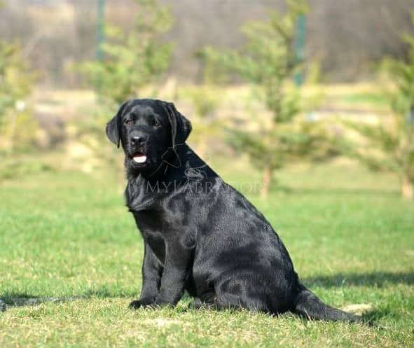 Cosa sapere prima di portare il cucciolo a casa per la prima volta Cosa fare con il cucciolo il primo giorno a casa