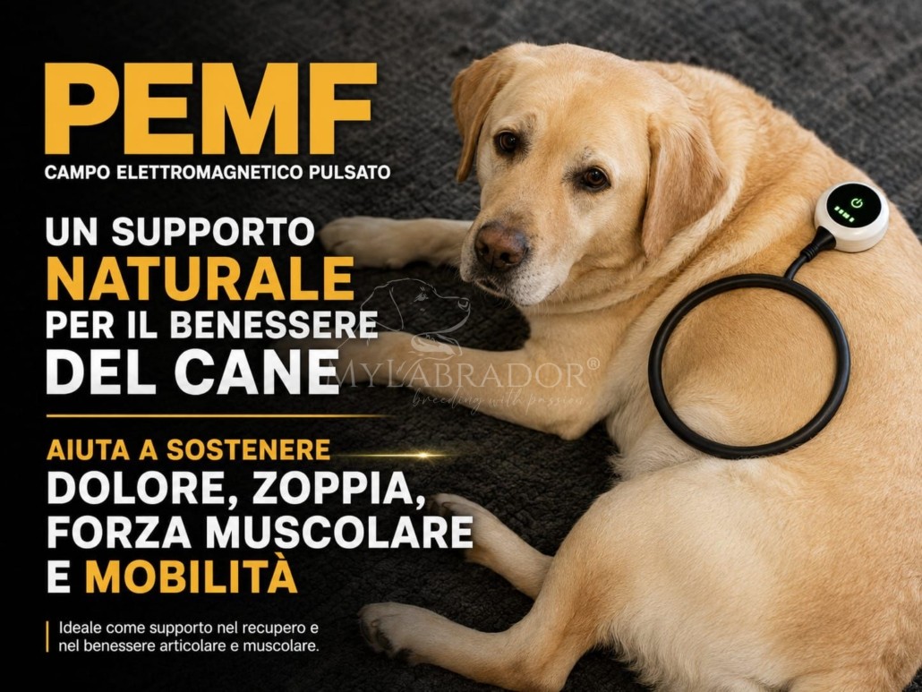 PEMF per cani: cos'è il campo elettromagnetico pulsato e cosa dice la ricerca PEMF per cani: cos'è il campo elettromagnetico pulsato e cosa dice la ricerca