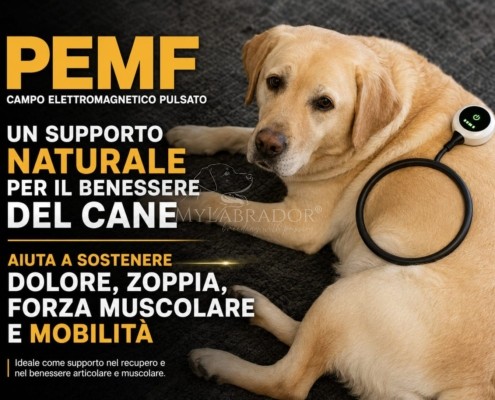 PEMF per cani: cos'è il campo elettromagnetico pulsato e cosa dice la ricerca