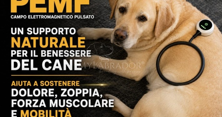 PEMF per cani: cos'è il campo elettromagnetico pulsato e cosa dice la ricerca