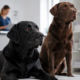 sterilizzazione