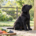 Cucciolo di Labrador nero con alimenti naturali durante la crescita