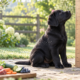 Perché il cucciolo alimentato naturalmente cresce più lentamente (ed è un bene) Cucciolo di Labrador nero con alimenti naturali durante la crescita