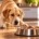 Crisi epilettiche nel cane scatenate dal cibo (STE): cosa sono e come gestirle